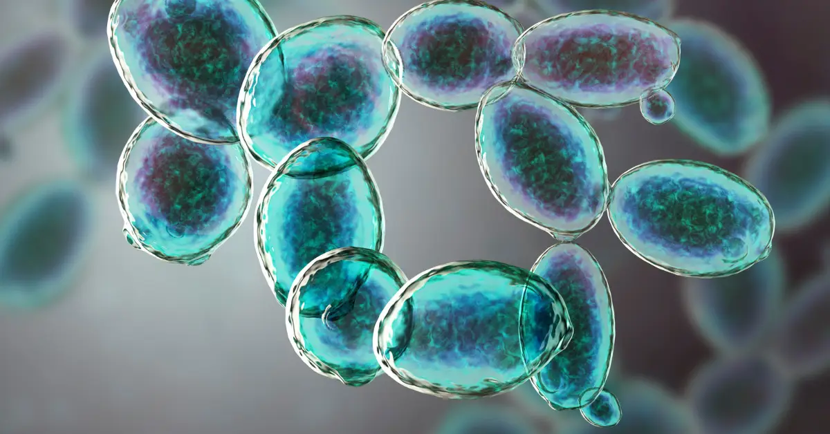 Lactobacillus Rhamnosus