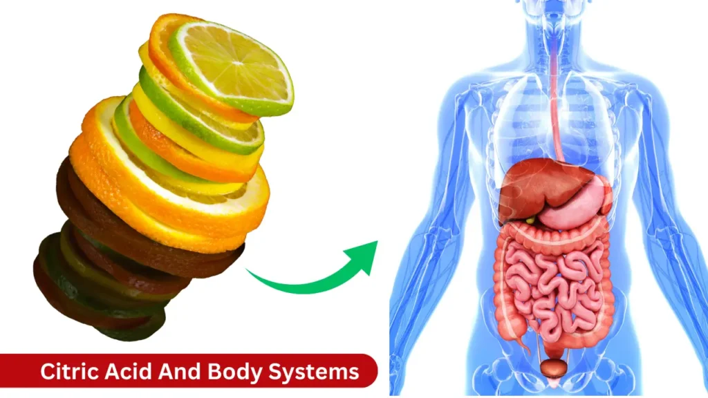 Citric Acid And Body Systems