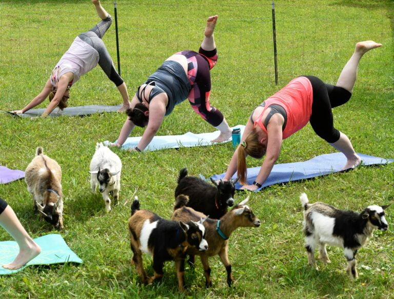 What is Goat Yoga