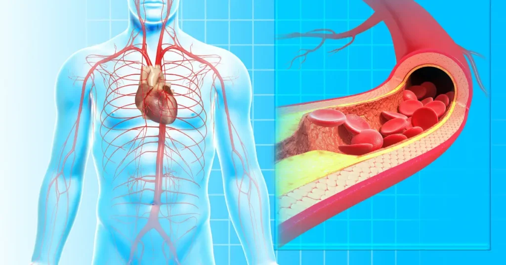 Why Is Blood Circulation So Important?